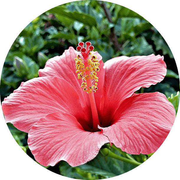 Pink-hibiscus-round