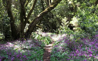 The healing power of forest bathing